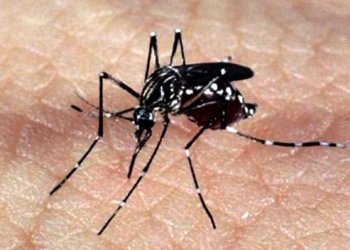 butantan-iniciara-teste-pre-clinico-de-vacina-contra-zika-em-2024
