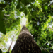 cobertura-florestal-mundial-perde-3,7-milhoes-de-hectares-em-2023