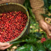 entidades-assinam-pacto-pelo-trabalho-decente-na-cafeicultura-no-brasil